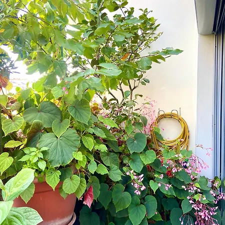Avec Terrasse * باريس